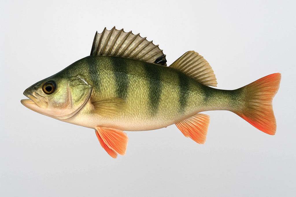 Bandar - Perca fluviatilis