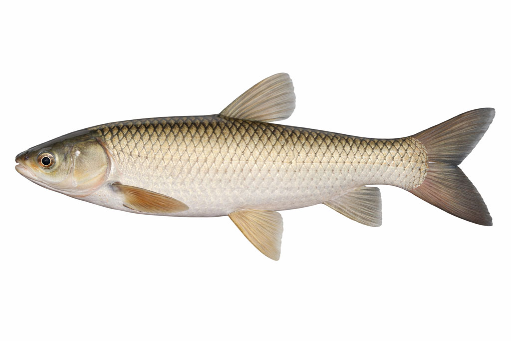 Ctenopharyngodon idella - Beli Amur