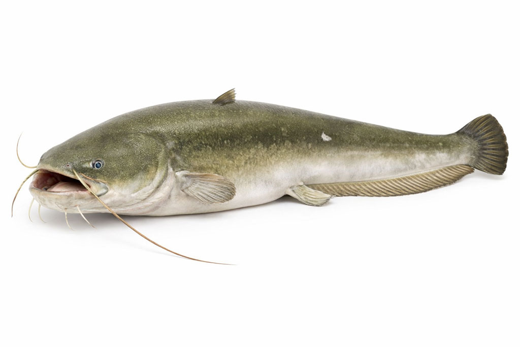 Silurus glanis - Som