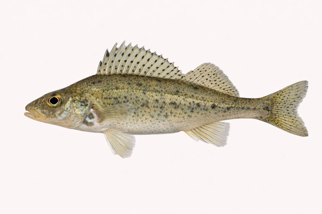 Balavac - Gymnocephalus cernua