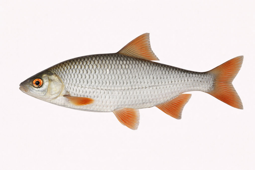 Bodorka - Rutilus rutilus