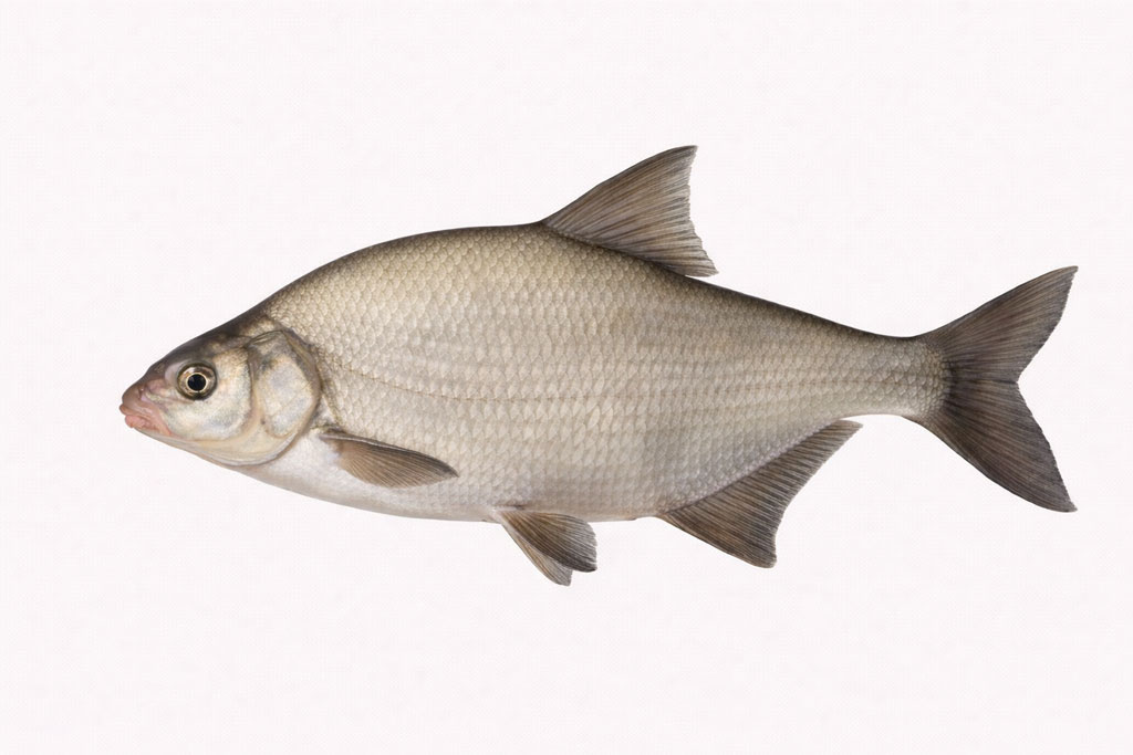 Deverika-Abramis brama